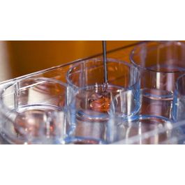 Protocol for Cultureware Preparation with Semi-Solid Methylcellulose ...