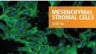 间充质研究系列产品