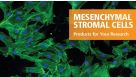 间充质研究系列产品
