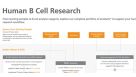 Human B Cell Research Product Workflow