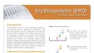 High Affinity Anti-EPO Reagents for Consistent Results