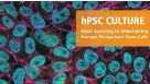 hPSC 培养    人多能干细胞的来源和维持培养