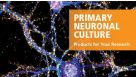 原代神经元培养 相关工具