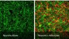 How to Co-Culture Human Pluripotent Stem Cell (hPSC)-Derived Forebrain Neurons and Astrocytes