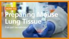 Dissociation of Mouse Lung Tissue into a Single-Cell Suspension