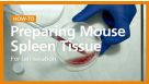 How to Prepare a Single-Cell Suspension from Mouse Spleen Prior to Dendritic Cell Isolation