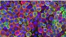 How to Generate Alveolar Monolayers from ATII Organoids