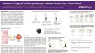 Isolation of Highly Purified Immune Cell Subsets Directly from Whole Blood