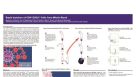 Isolation of CD4+CD25+ from Whole Blood