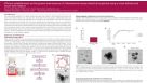 Efficient Establishment and Long-Term Maintenance of 3-Dimensional Mouse Intestinal Organoids Using a Novel Defined and Serum-Free Medium
