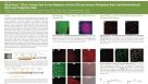 NeuroFluor&trade; CDr3: A Novel Tool for the Detection of Live CNS and Human Pluripotent Stem Cell-Derived Neural Stem and Progenitor Cells