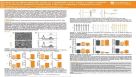 Rescue of Drug-Induced Long QT Syndrome Type 2 Using a hERG Channel Activator in Human Pluripotent Stem Cell-Derived Cardiomyocytes