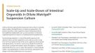Scale-Up and Scale-Down of Intestinal Organoids in Dilute Matrigel® Suspension Culture