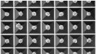 Generate Size-Controlled Spheroids and Embryoid Bodies Using AggreWell™ Microwell Plates