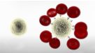 RosetteSep™ Immunodensity Cell Isolation Starting Guide: Tips & Tricks
