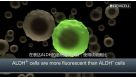 How to Detect and Isolate Normal and Cancer Stem Cells Based on ALDH Activity with ALDEFLUOR™