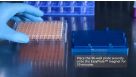 How to Isolate Cells in 96-Well Plates Using the EasyPlate™ Cell Separation Magnet