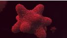 Intestinal Organoid Culture: The Next Dimension in Intestinal Research