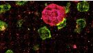 Defining Characteristics of Bona Fide Human iPS Cells