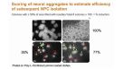 Neural Stem Cell Culture Systems - Neurosphere vs. Adherent Monolayer Culture