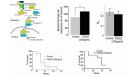 Identification and Characterization of Neural Stem Cells: Why is This so Darned Difficult?