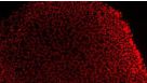 Groundbreaking Applications of Feeder-Free hESC & hiPSC Culture