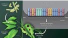 Genome Editing From Modeling Disease to Novel Therapeutics