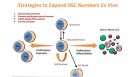 New Tools for the Ex Vivo Expansion of Human Hematopoietic Stem and Progenitor Cells