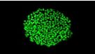 Feeder-Independent Culture of hESCs and hiPSCs with mTeSR™1