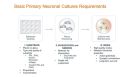 Standardized Primary Neuronal Culture with NeuroCult™ SM