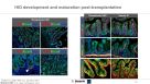 Virtual STEMCELL Seminar: From iPSCs to Intestinal Organoids: Toward Complex Tissue Engineering