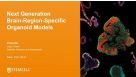 Single-Cell Characterization of Dorsal and Ventral Forebrain Organoid Models