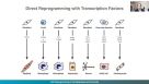 From hPSCs to Immune Cells: Generating Dendritic Cells by Direct Cell Reprogramming