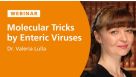 Molecular Tricks of Neurotropic Intestinal Viruses
