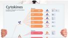 Human Immune Cytokines