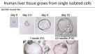 From Stem Cells to Organoids: Modeling the Gastrointestinal Tract