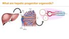 Adding Hepatic Organoids to Your Research
