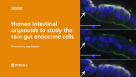 Organoid Mini-Symposium: Human Intestinal Organoids to Study Rare Gut Endocrine Cells