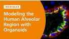 Modeling the Human Alveolar Region with Organoids