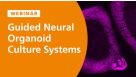 Guided Neural Organoid Culture Systems: Adding Dimensions to Model Neural Circuitry and Function
