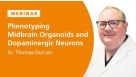 Phenotyping Midbrain Organoids and Neurons for Studying Parkinson’s Disease and Therapeutic Discovery